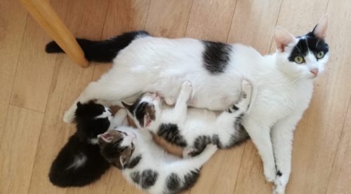 what to do after cat gives birth